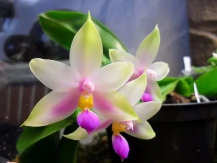 Orchidea virág értéket, a szimbólum minden szín orchidea fotó (érték) Orchidea virág értéket, a szimbólum minden szín orchidea fotó