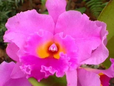 Orchidea virág értéket, a szimbólum minden szín orchidea fotó (orchidea) Orchidea virág értéket, a szimbólum minden szín orchidea fotó