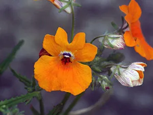 Kertészet - termesztése és gondozása A kerti növények és virágok