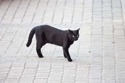A teljes igazságot macskák