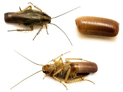 Hol vannak a csótányok