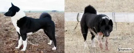 Ellentétben Husky husky, részletes leírás és képek (kontraszt) Ellentétben husky husky származó, a részletes leírás és képek