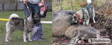 A különbség Husky husky, részletes leírás és képek (Husky) Ellentétben husky husky származó, a részletes leírás és képek