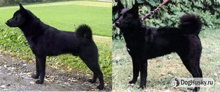 A különbség Husky husky, részletes leírás és képek (Husky) Ellentétben husky husky származó, a részletes leírás és képek