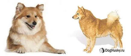 A különbség Husky husky, részletes leírás és képek (Husky) Ellentétben husky husky származó, a részletes leírás és képek