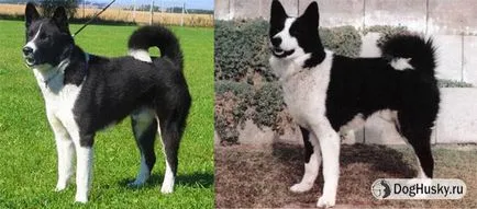 Ellentétben Husky husky, részletes leírás és fotó (fotók) Ellentétben husky husky származó, a részletes leírás és képek