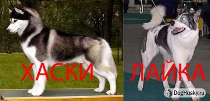 Ellentétben Husky husky, részletes leírás és fotó (fotók) Ellentétben husky husky származó, a részletes leírás és képek