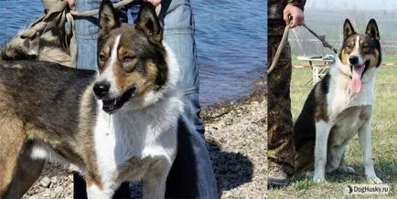 A különbség Husky husky, részletes leírás és képek (husky) Ellentétben husky husky származó, a részletes leírás és képek