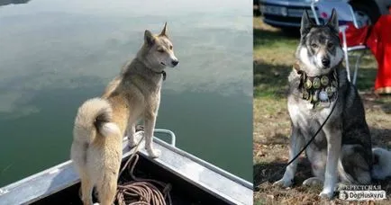 Ellentétben Husky husky, részletes leírás és képek (kontraszt) Ellentétben husky husky származó, a részletes leírás és képek