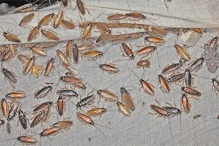 Hol vannak csótányok a lakásban, és mit kell tenni, ha azok