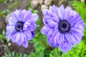 Transzplantációs és ültetési orgonák, a blog a flóra (lila) Transzplantációs és ültetési orgonák, a blog a növény-