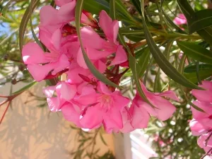 Transzplantációs és ültetési orgonák, a blog a flóra (lila) Transzplantációs és ültetési orgonák, a blog a növény-
