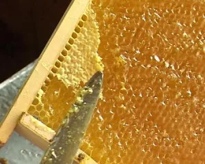 Roll Hall tartása méhek, tervezés, leírások, fotók