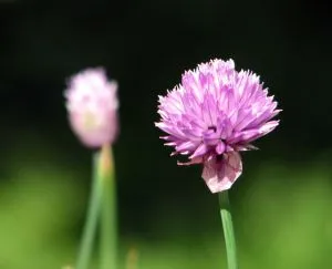 Transzplantációs és ültetési orgonák, a blog a flóra (lila) Transzplantációs és ültetési orgonák, a blog a növény-