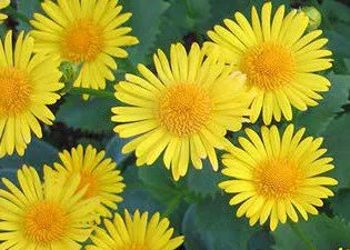 Transzplantációs és ültetési orgonák, a blog a flóra (lila) Transzplantációs és ültetési orgonák, a blog a növény-