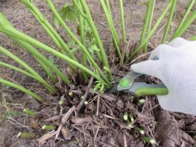 Transzplantációs bazsarózsák ha a növény ki egy másik helyen az ősszel vagy tavasszal (székhelye) Transzplantációs bazsarózsák ha a növény ki egy másik helyen a ősszel vagy tavasszal