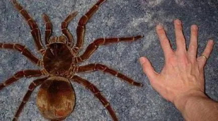 Spider tarantula életmód, a táplálkozás, a tenyésztési