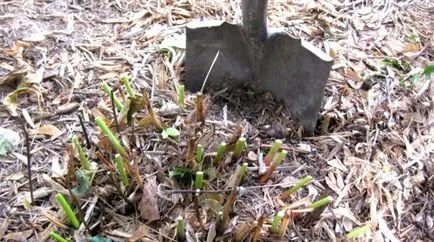 Bazsarózsa hogyan ossza és transzplantációs bokrok, virágos kert () (pionokról szaporodás) Bazsarózsa hogyan ossza és transzplantációs bokrok, virágoskert ()