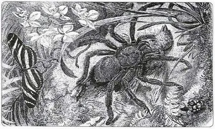 Spider tarantula életmód, a táplálkozás, a tenyésztési