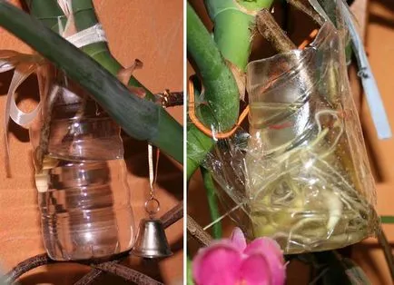 Átültetést monstera otthon