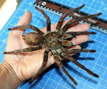 Spider tarantula életmód, a táplálkozás, a tenyésztési