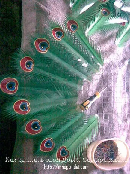 Peacock mesterkurzus