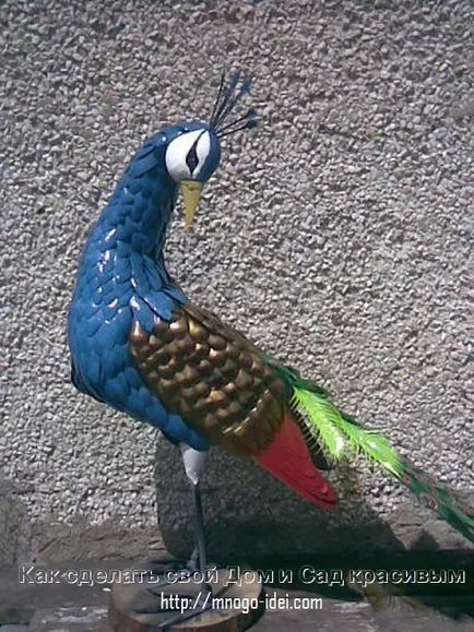 Peacock mesterkurzus
