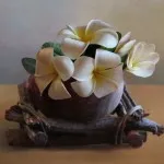 Plumeria otthoni gondozást, transzfer, reprodukció, betegség (feltételek) Plumeria otthoni gondozást, transzfer, reprodukció, betegség