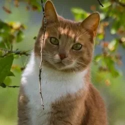 Miért macskák urchat szól macskák és macskák szeretettel