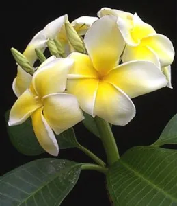 Plumeria - hogyan lehet eljutni virágzik az otthon, ápolási és metszési! (Plumeria Care) Plumeria - hogyan lehet eljutni virágzik az otthon, ápolási és metszési!