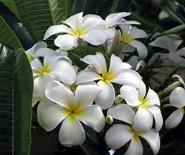 Plumeria ápolási otthon