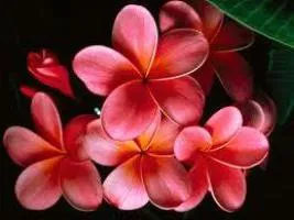 Plumeria otthon