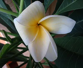 Plumeria ápolási otthon