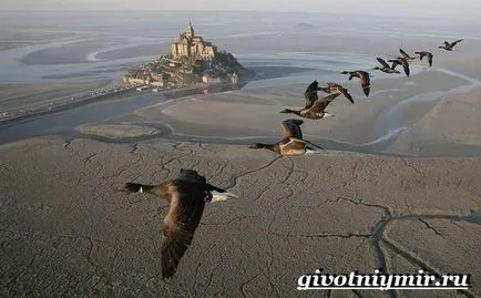 Miért madarak repülnek délre, élővilág