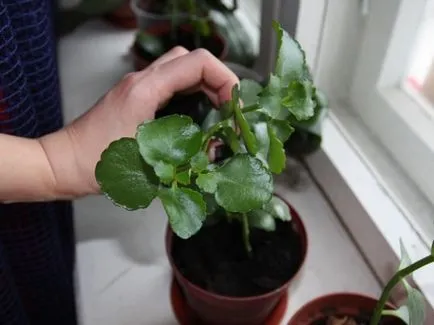 Miért ne virágok Kalanchoe - keressük az okokat és jogorvoslati Videó