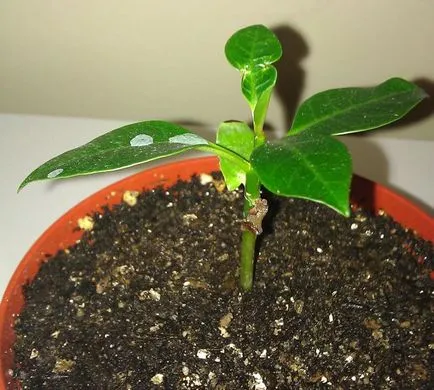 Plumeria otthon