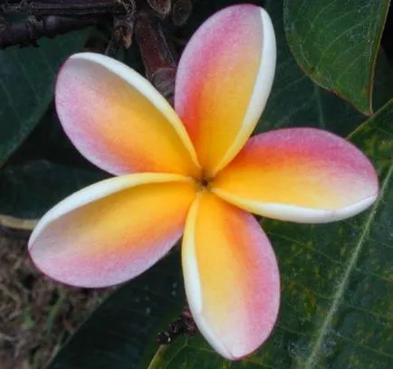 Plumeria otthon
