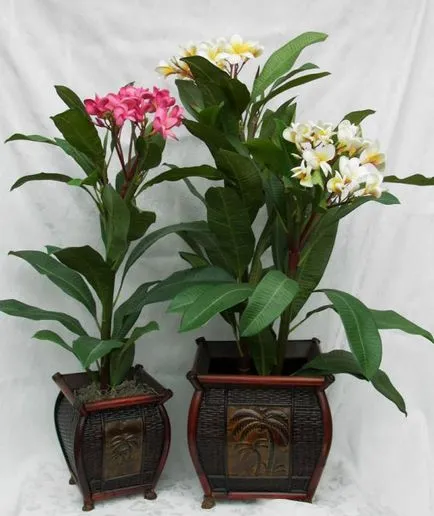 Plumeria otthon