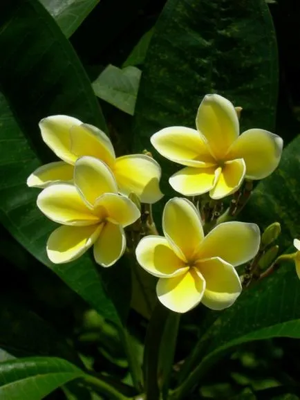 Plumeria otthoni gondozást, transzfer, reprodukció, betegség (otthon) Plumeria otthoni gondozást, transzfer, reprodukció, betegség