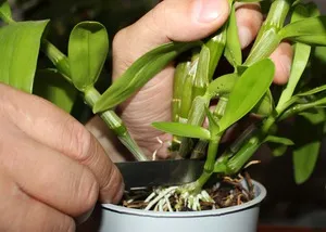 Miért orchidea levelek kezdenek elhervadnak okok petyhüdt levelek, mit kell tenni, hogy visszaszerezze,