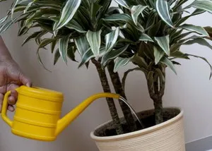 Miért dracaena kiszáríthatja a tippeket a levelek sárgulnak, és az okok, amelyek otthoni gondozást