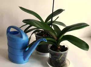 Miért orchidea levelek kezdenek elhervadnak okok petyhüdt levelek, mit kell tenni, hogy visszaszerezze,