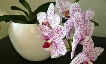 Termékenyítő orchideák otthoni idején virágzó és pihenés