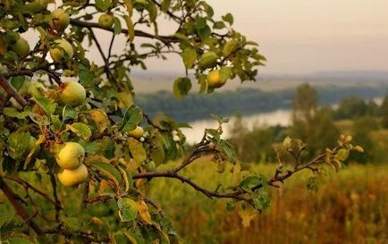 Miért ne alma virágok és gyümölcsök (virágos) Miért ne alma virágok és gyümölcsöt terem
