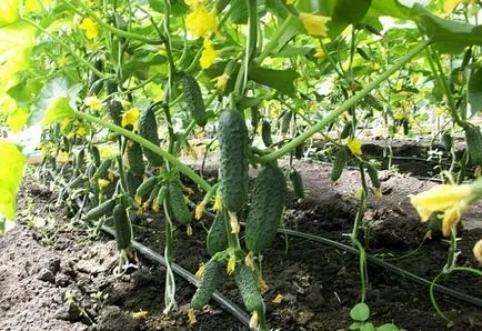 Termékenyítő uborka népi jogorvoslati (eszközök) Termékenyítő uborka népi jogorvoslati