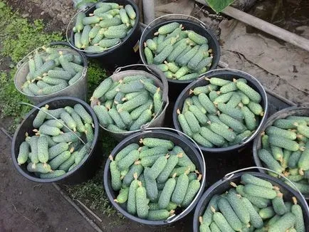 Termékenyítő uborka népi jogorvoslati (eszközök) Termékenyítő uborka népi jogorvoslati