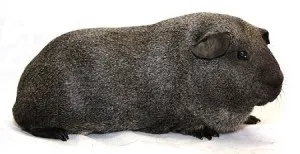 Breed tengerimalacok képekkel és nevek