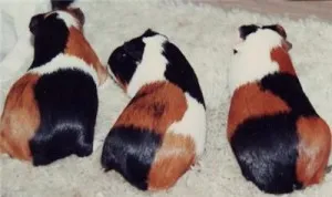 Breed tengerimalacok képekkel és nevek