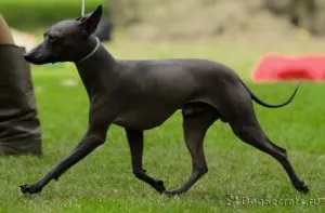 Breed kis kutyák fotók
