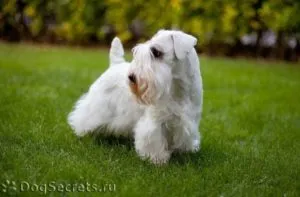 Breed kis kutyák fotók
